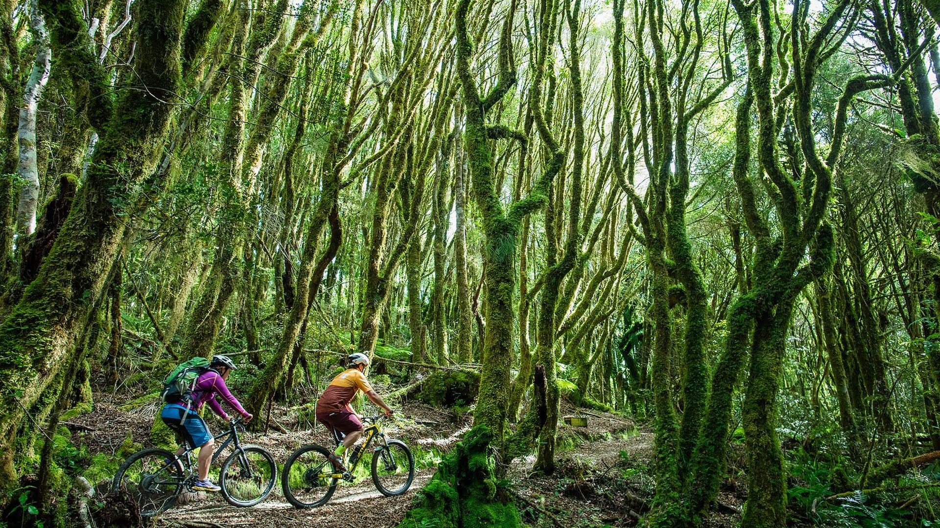 Couple cycling through the pureora forest on the timber trail - visit ruapehu.jpg